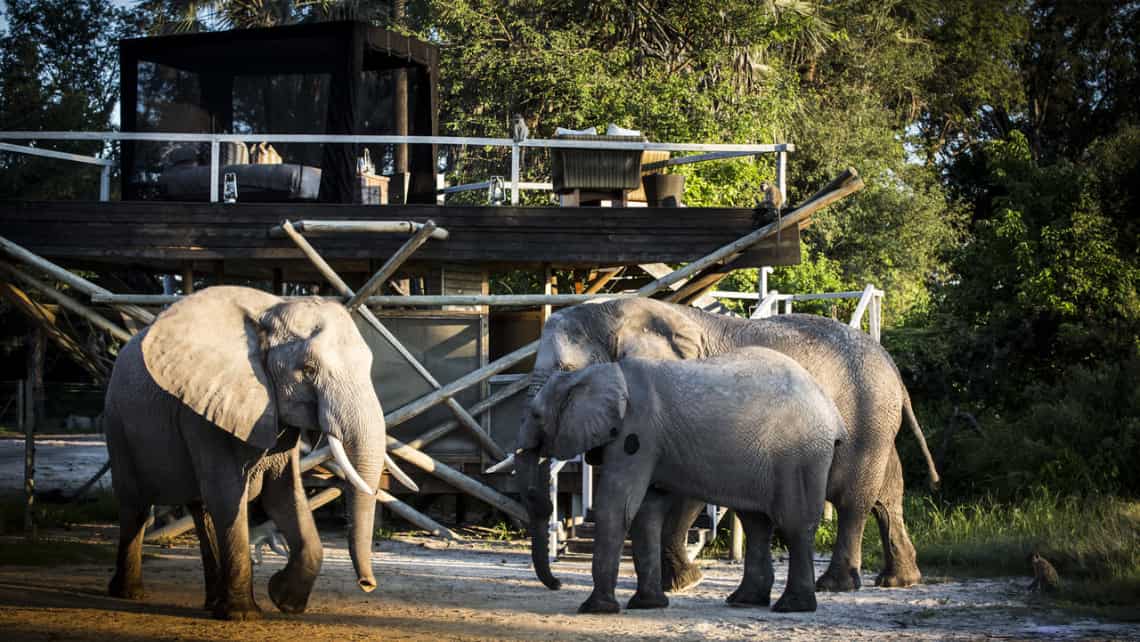  Elefanten vor dem  Abu Camp im Okavango Delta