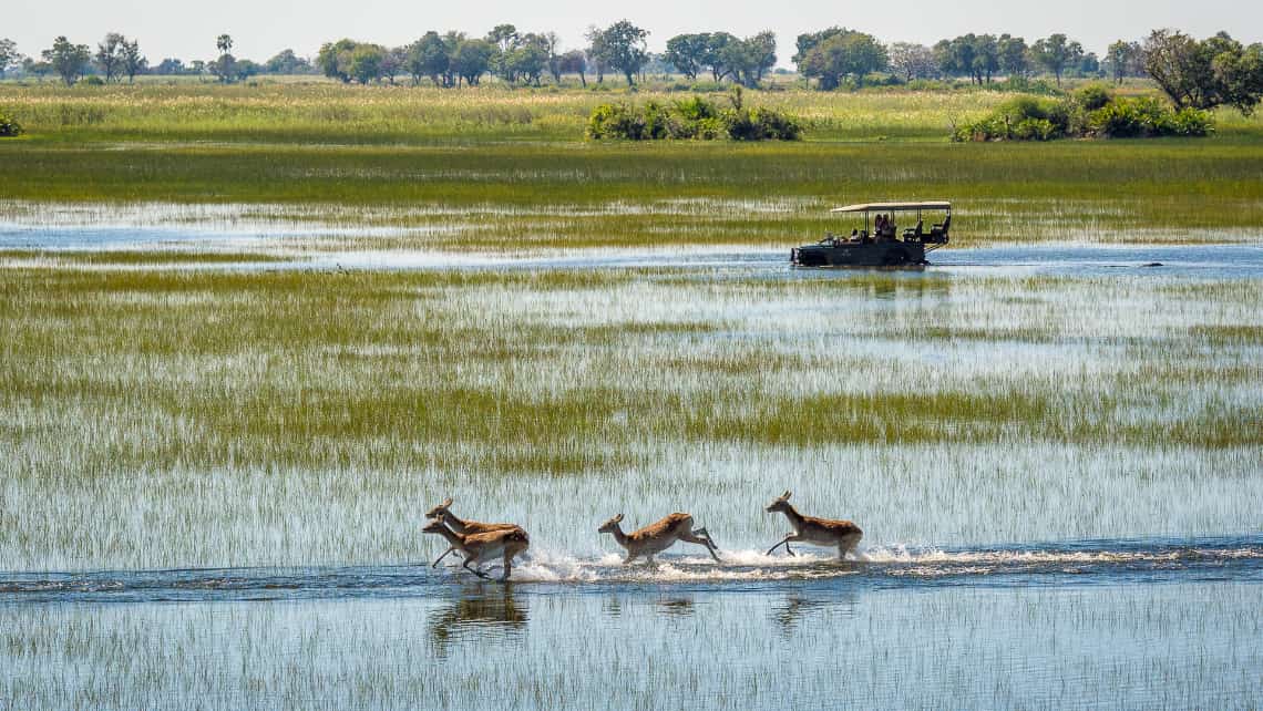 Geführte Pirschfahrt im offenen Geländewagen und Antilopen in der Lagune vor dem Jao Camp im Okavango Delta