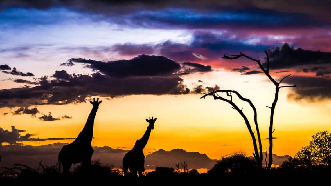 Giraffen bei Sonnenuntergang in der Nähe vom Mombo Camp Moremi Game Reserve